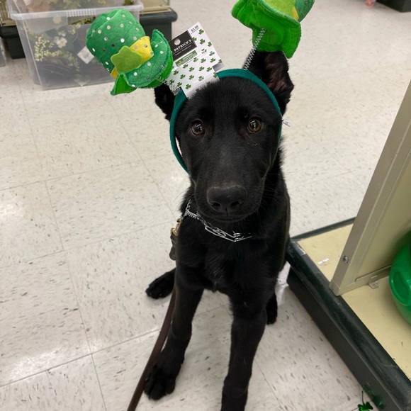 Meet your Posher, Laura - @nikitadoggies - Picture 6 of 7